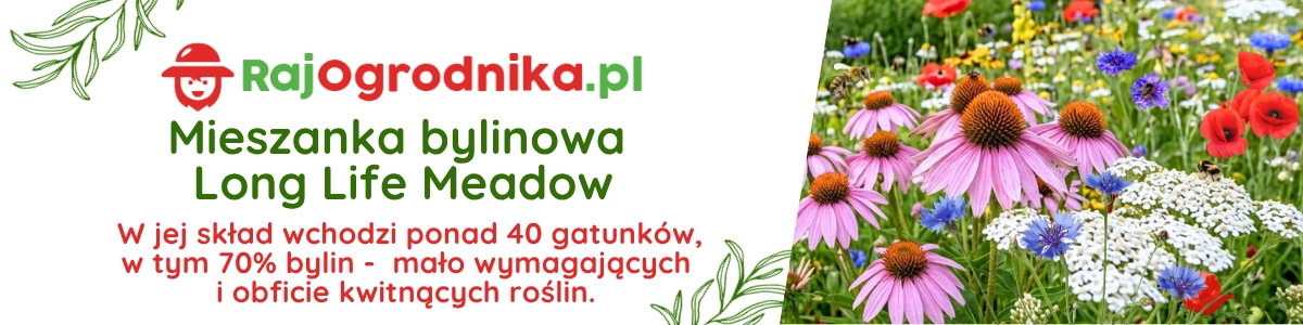 Łąka kwietna Mieszanka bylinowa Long Life Meadow baner sklep rajogrodnika